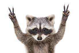 Racoon